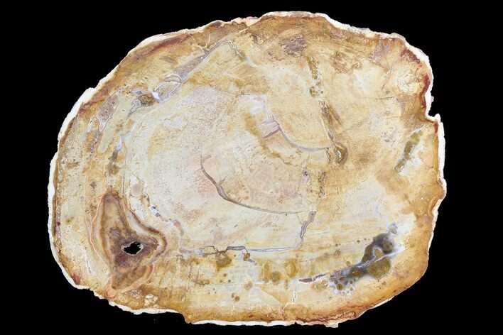 Petrified Wood (Araucaria) Slice - Madagascar #83218
